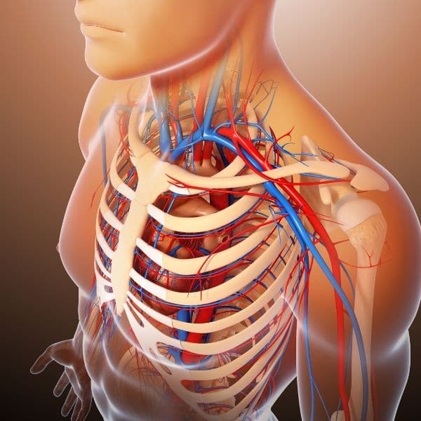 Anatomy, Physiology and Pathology Course